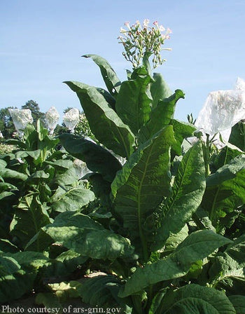 Virginia Seeds Virginia Gold
